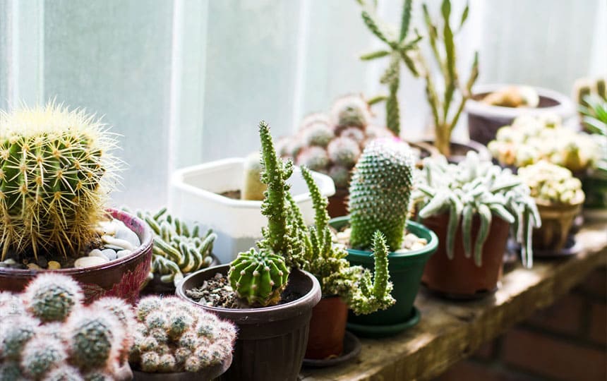 Cactus and Vastu: Know the Impact of Keeping Cactus at Home