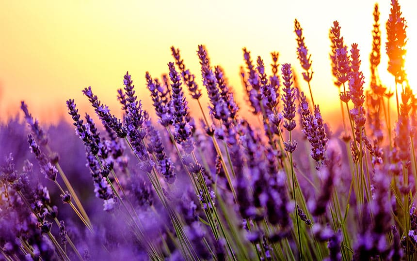 What is Birth Flower of Gemini?