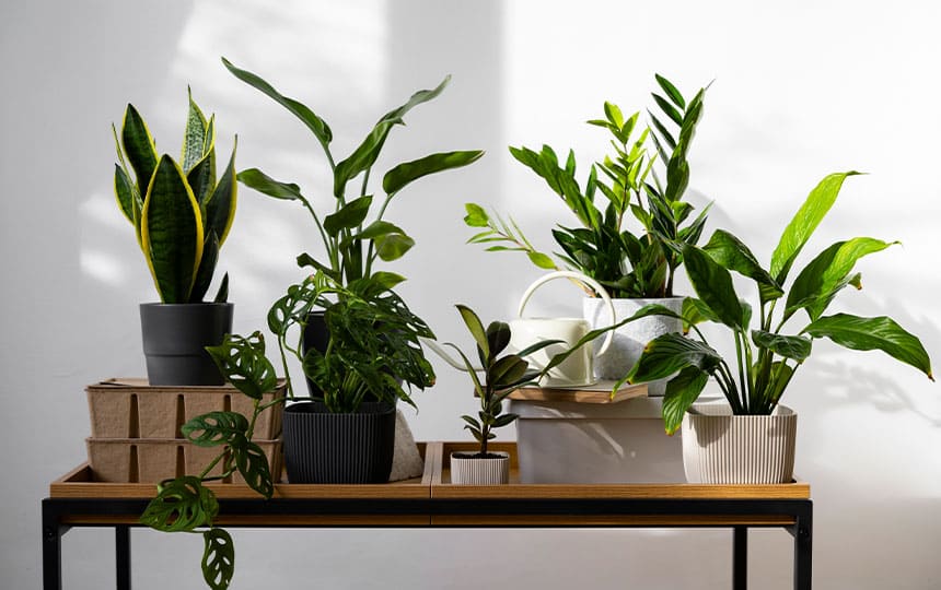 Vastu Tips for Indoor Plants to Bring Positive Energy at Home